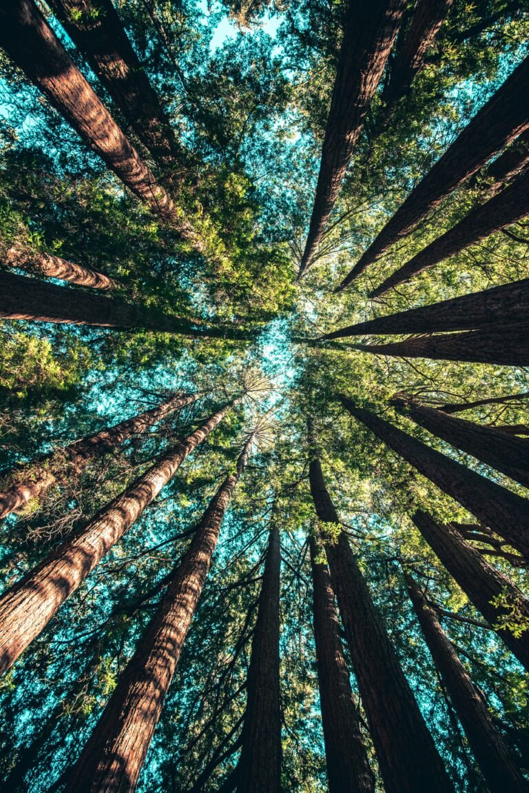 Bonus Écologique 2025 : Une Mauvaise Nouvelle pour les Futurs Propriétaires de Véhicules Électriques