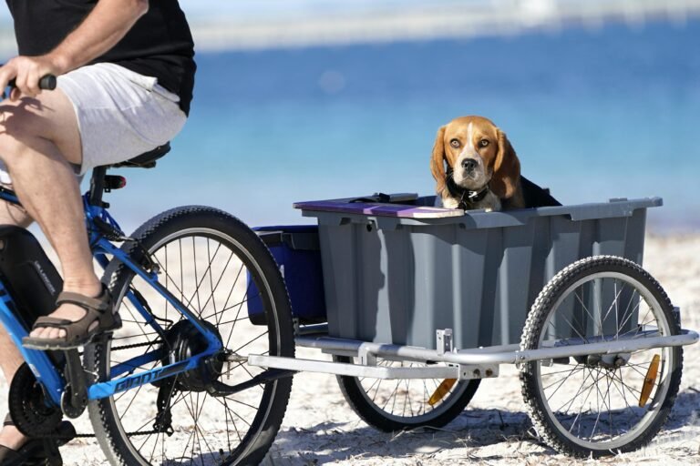 Vélo Cargo Électrique : Pourquoi l’Adopter et Comment Bien Choisir ?