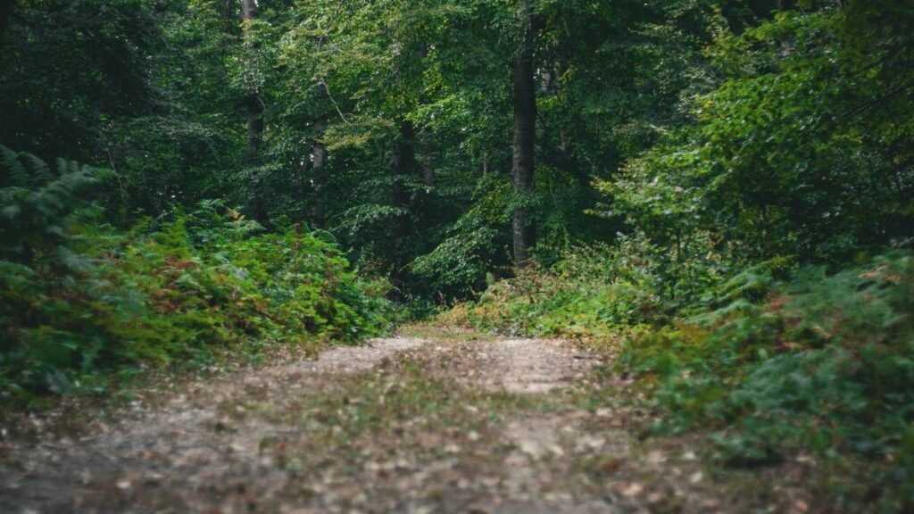 Trottinette électrique tout terrain puissante : puissance, pneus et ce qui reste légal